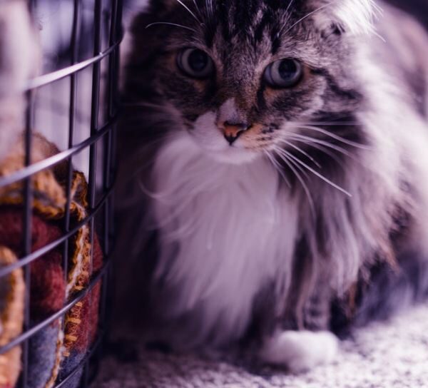 Cat Travel Cages: Bon Voyage