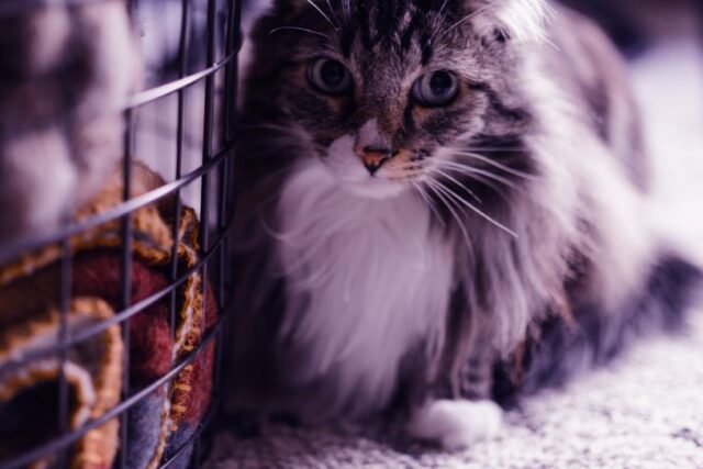 Cat Travel Cages: Bon Voyage